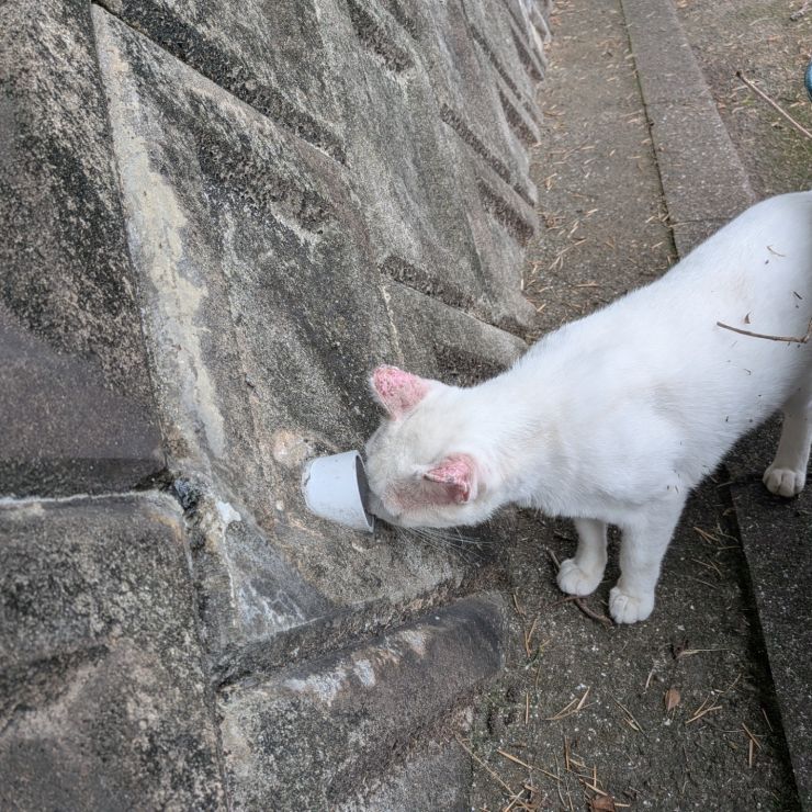 なんかいるにゃっ
