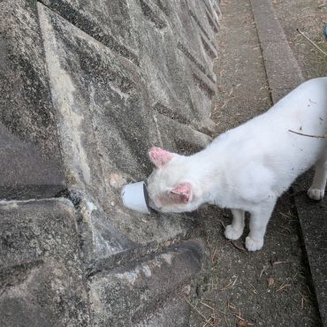 なんかいるにゃっ