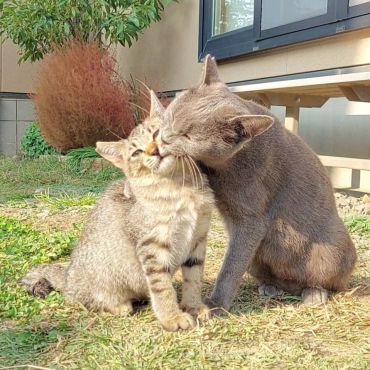 母の愛 ～親子猫の絆～