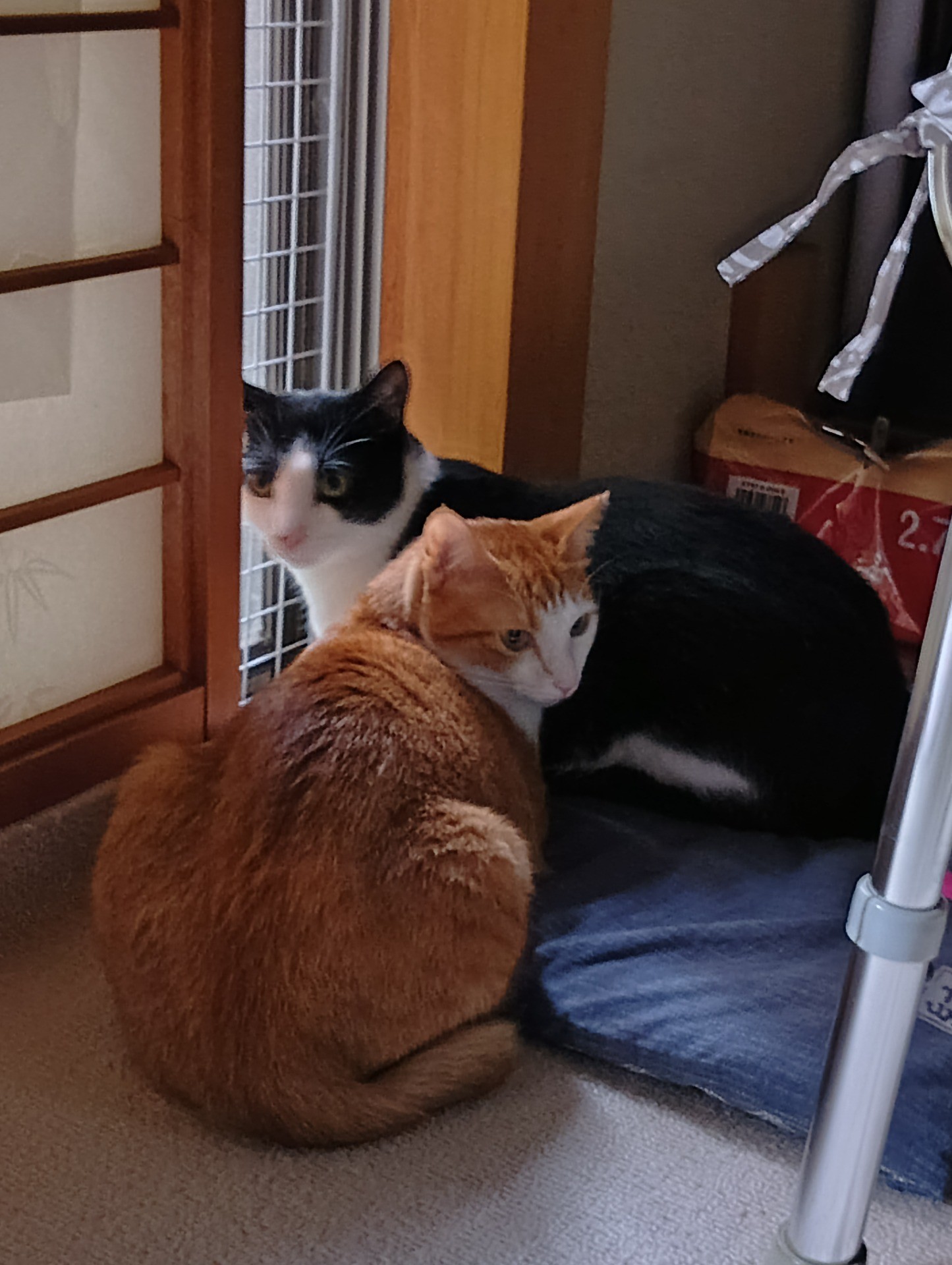 なかよしこよし