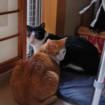 なかよしこよし