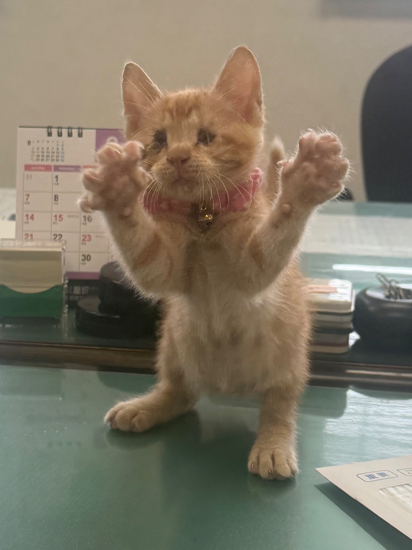 目が見えないくぅちゃん