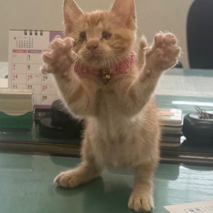 目が見えないくぅちゃん