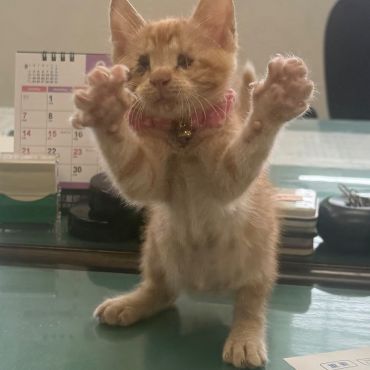 目が見えないくぅちゃん