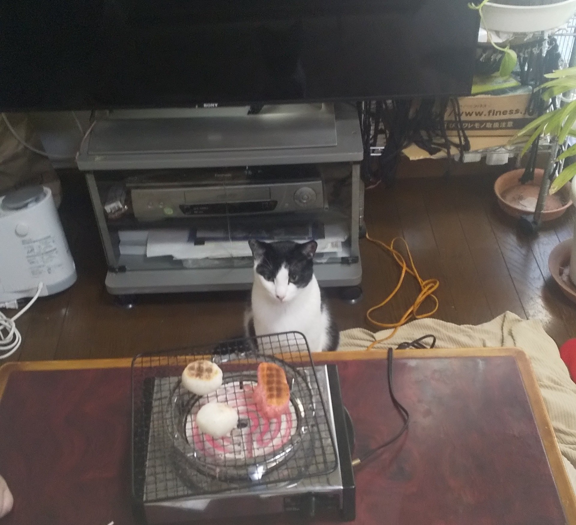 好奇心　あるある