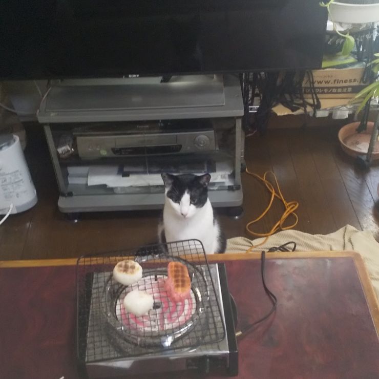 好奇心　あるある