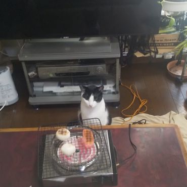 好奇心　あるある