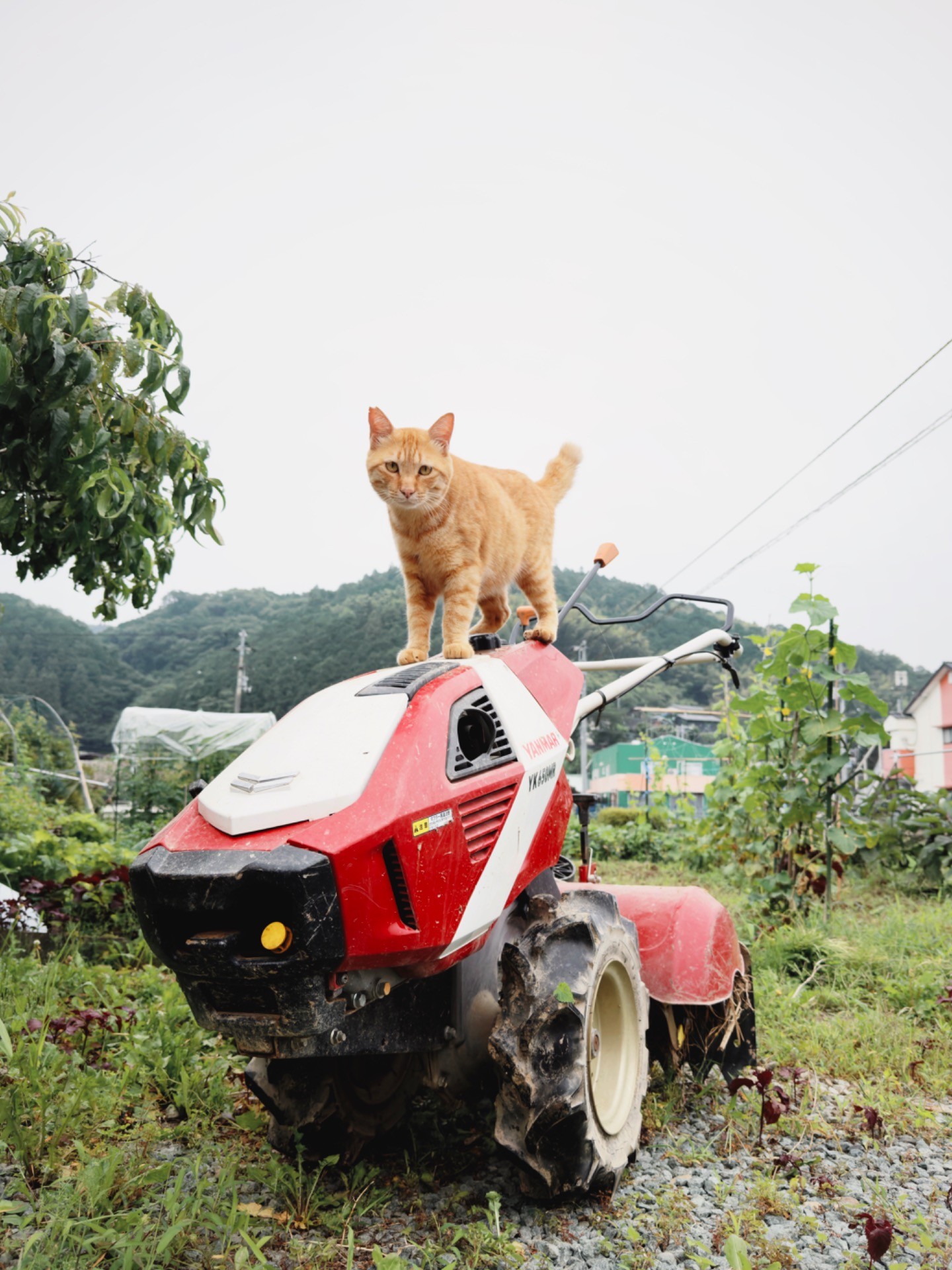 小さな運転手