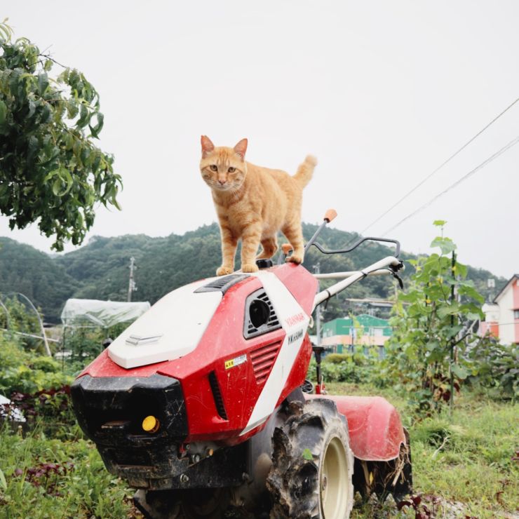 小さな運転手