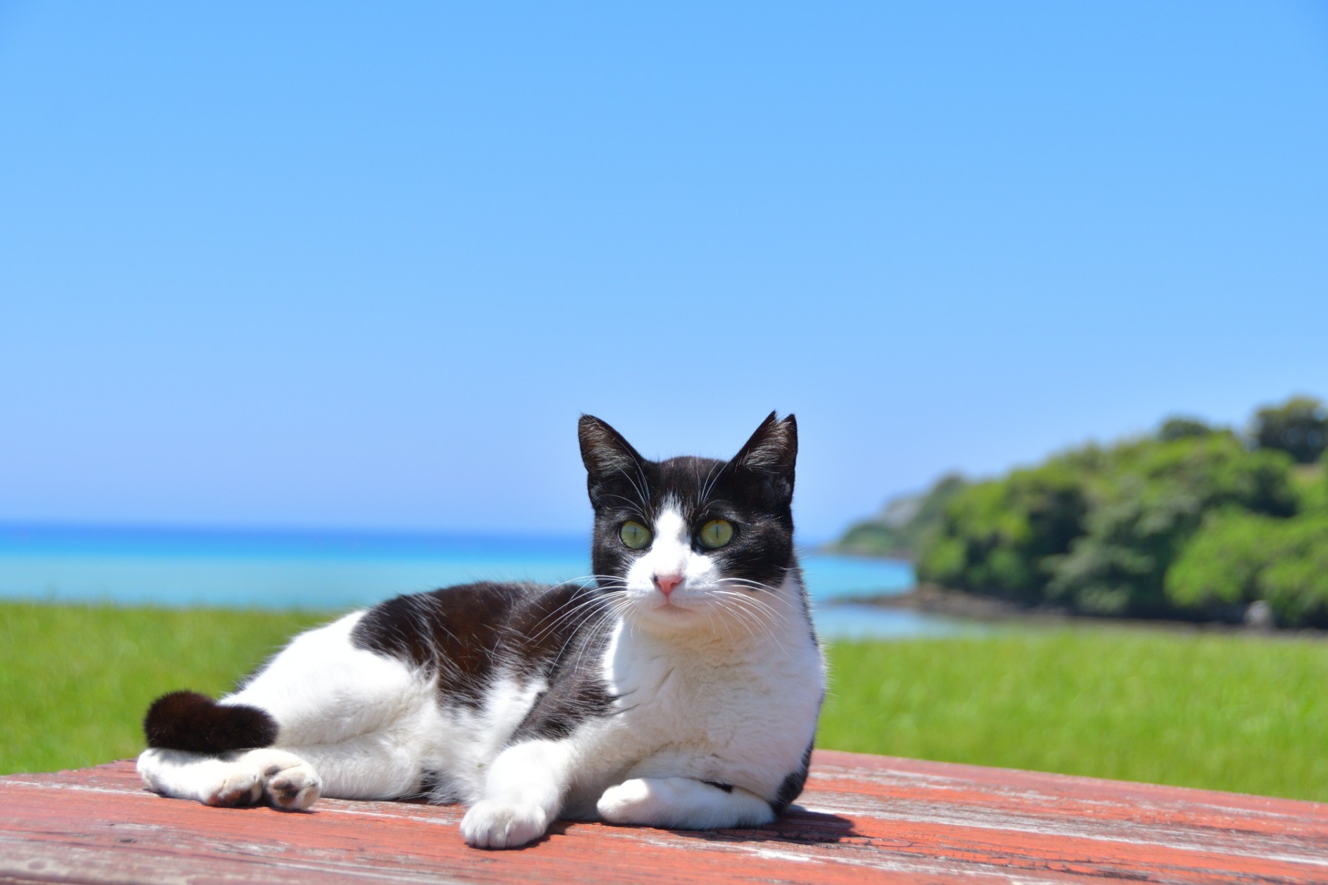イキイキ!さくらねこ