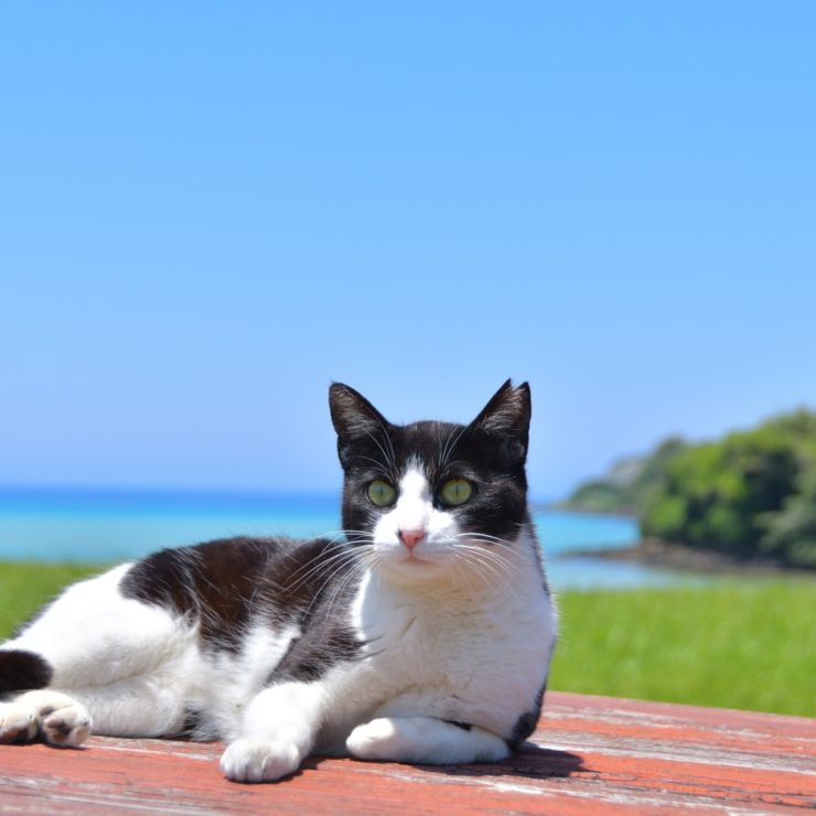 イキイキ！さくらねこ