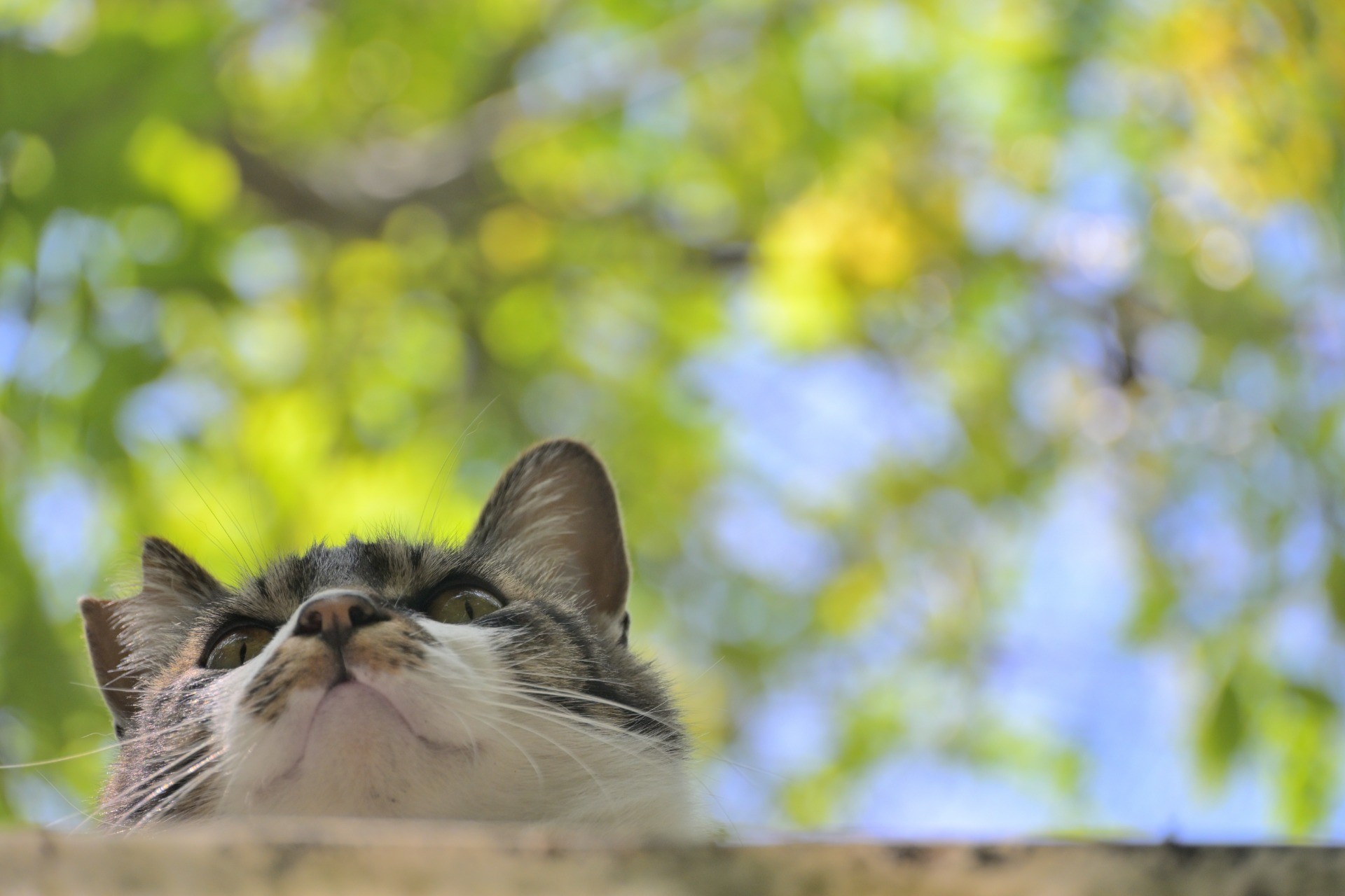 山の見守り猫