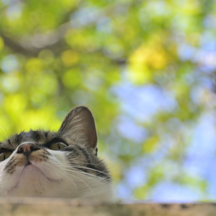 山の見守り猫