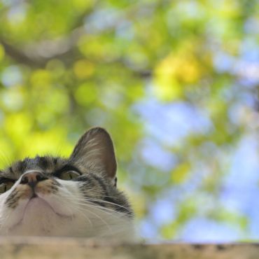 山の見守り猫