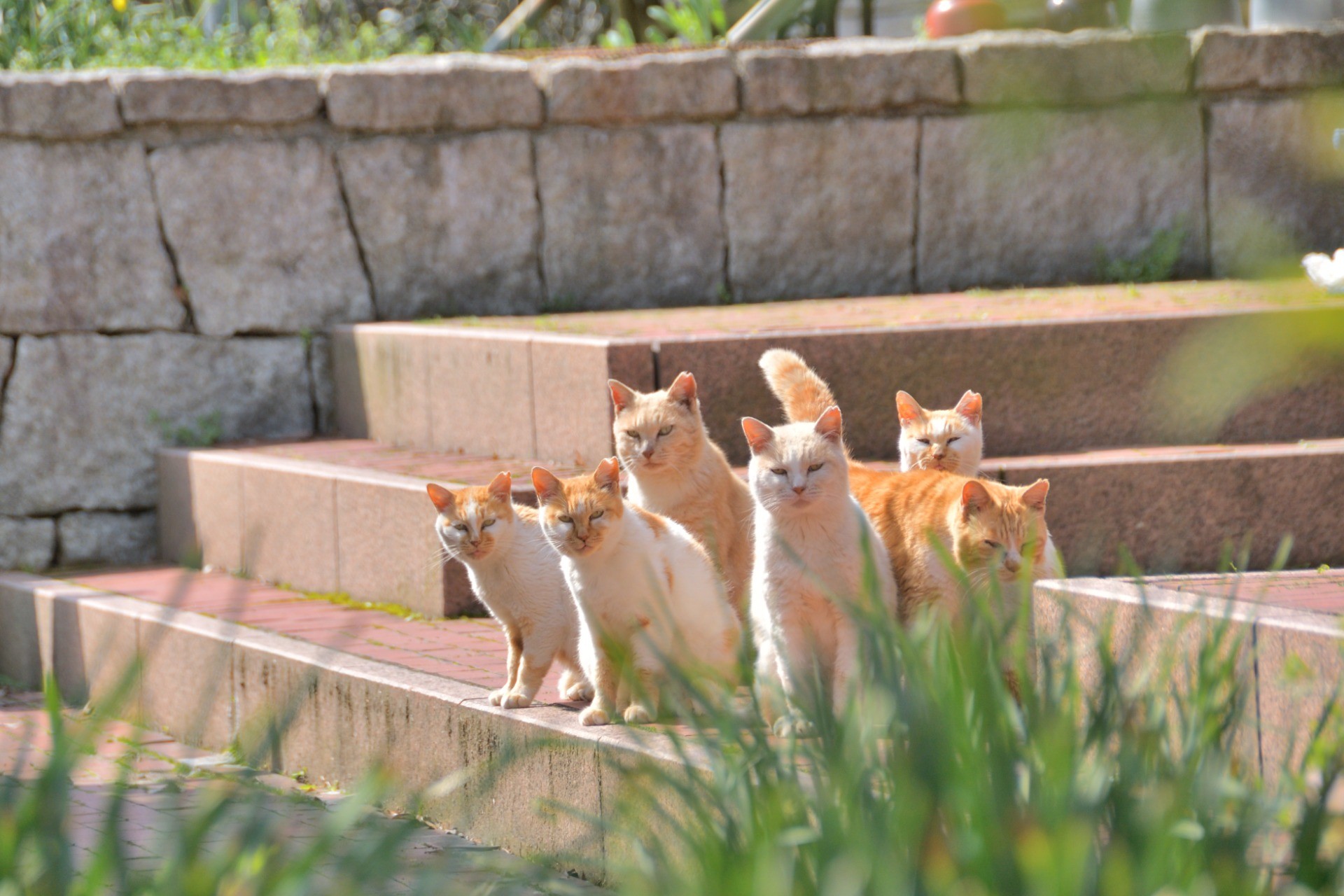 さくら猫草
