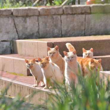 さくら猫草