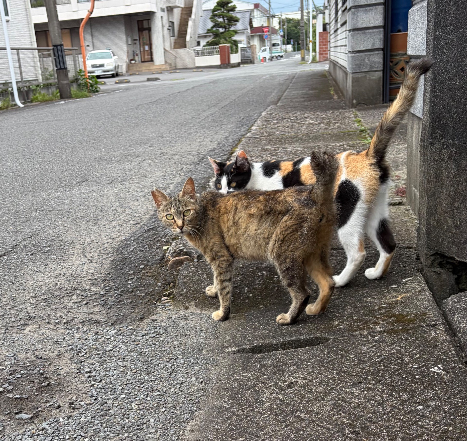 左右確認、一緒に渡れば怖くない