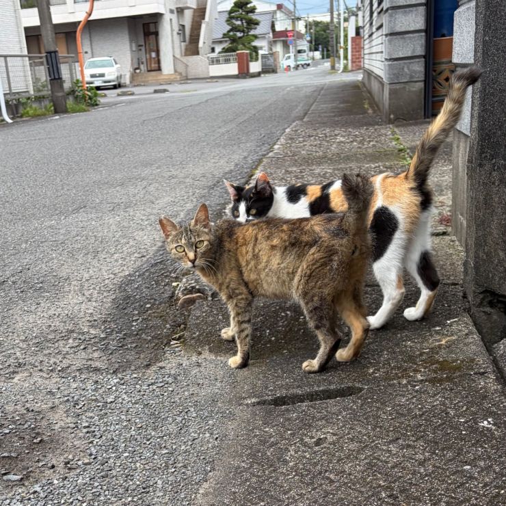 左右確認、一緒に渡れば怖くない