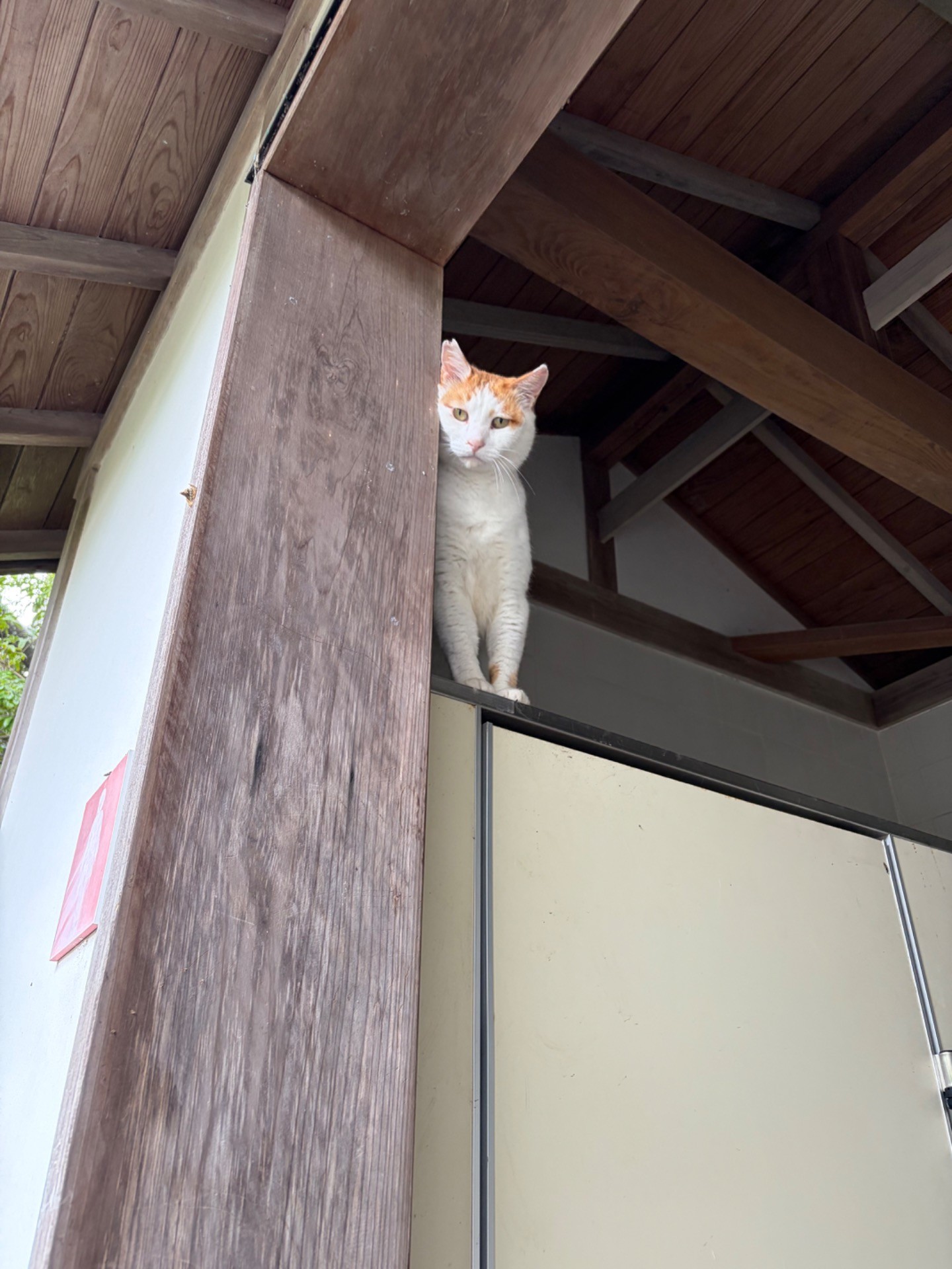 ここはグレ君のお部屋だけど今日はお供ちゃんが借ります❣️