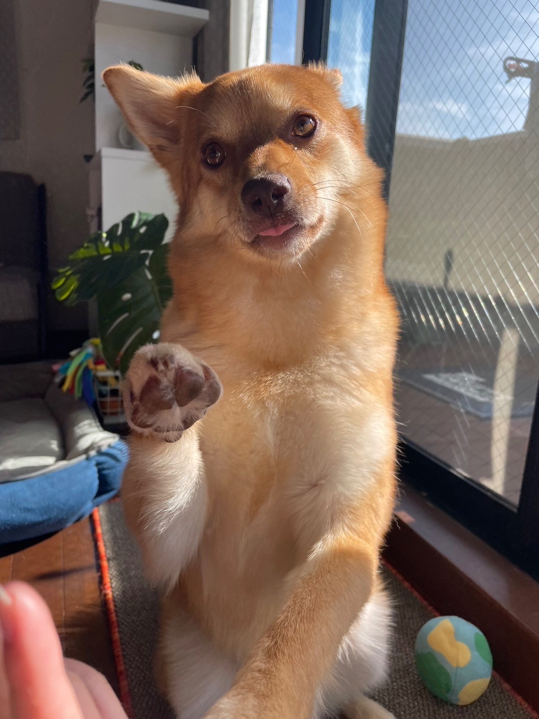 まねき犬