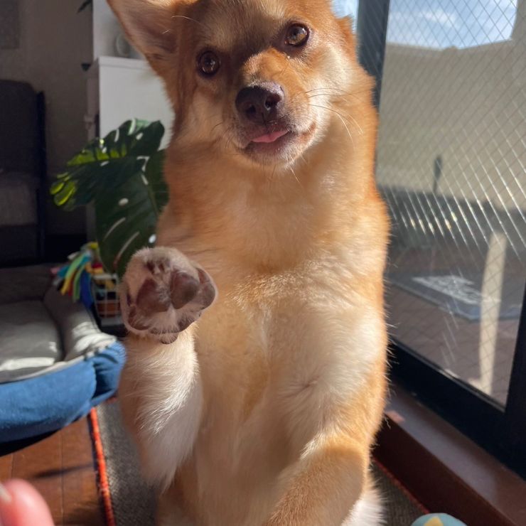まねき犬