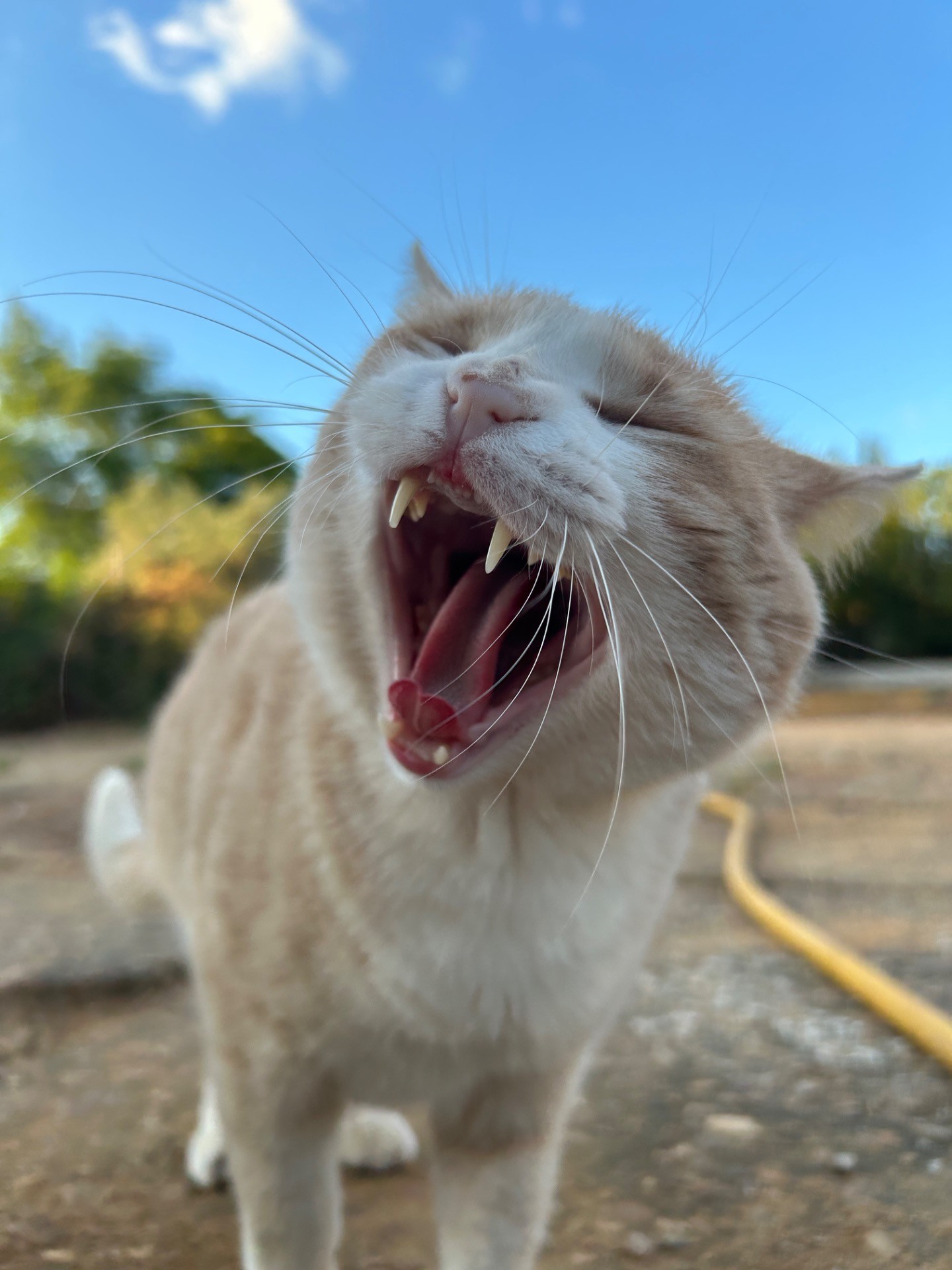 がお〜〜！！
