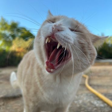 がお〜〜！！