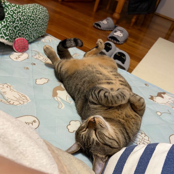 ごはんも食べたし