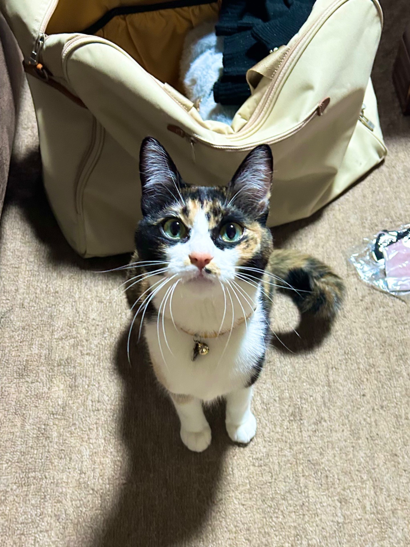 ミーもいく！