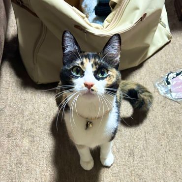 ミーもいく！
