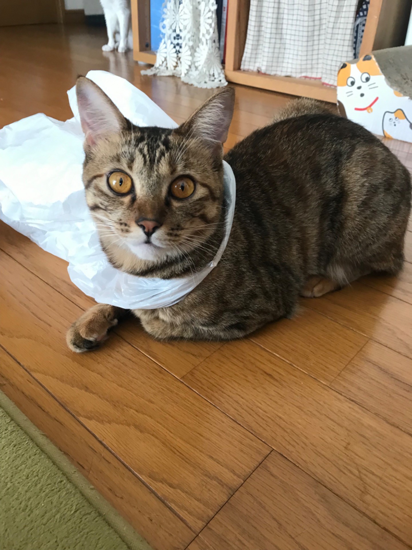 え何か付いてる？
