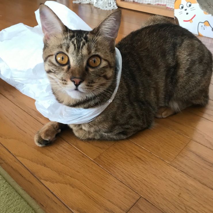 え何か付いてる？