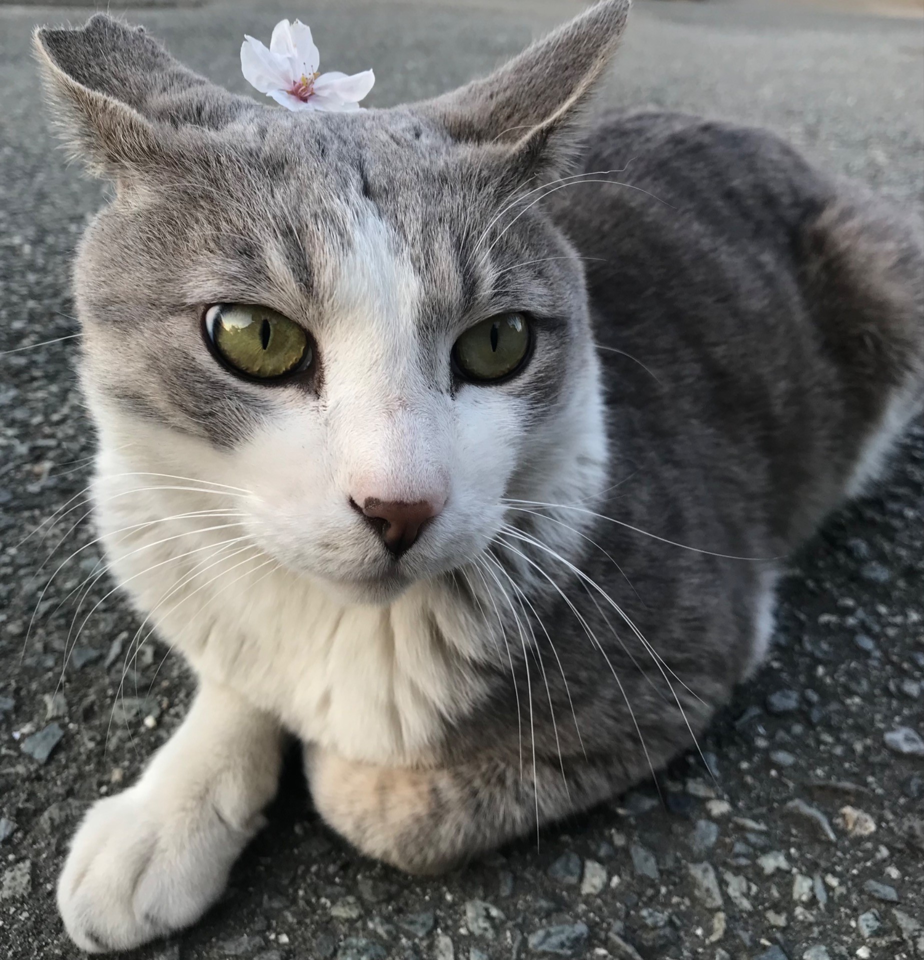 桜の花びらかわいいでしょ？