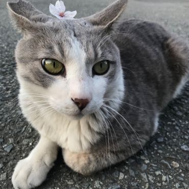桜の花びらかわいいでしょ？