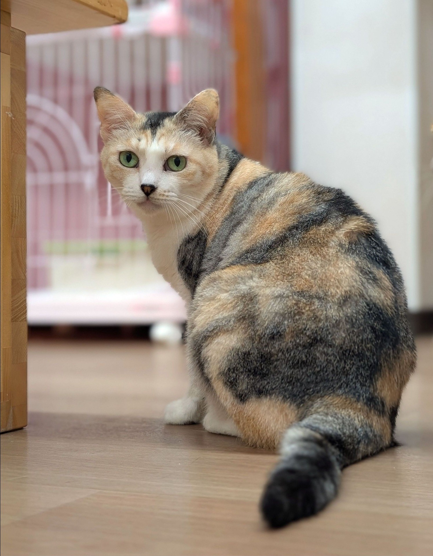 はちねこカフェ「ママミ」