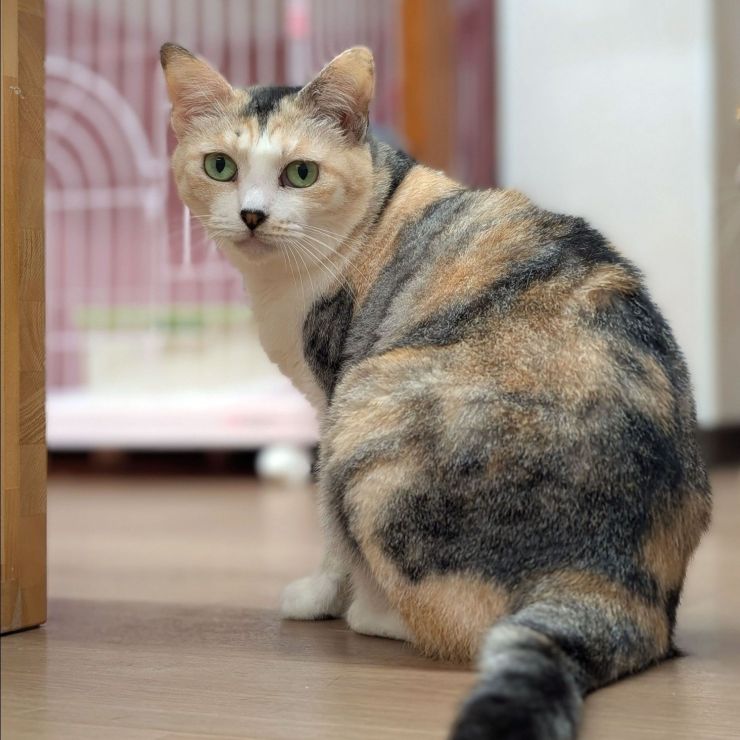 はちねこカフェ「ママミ」
