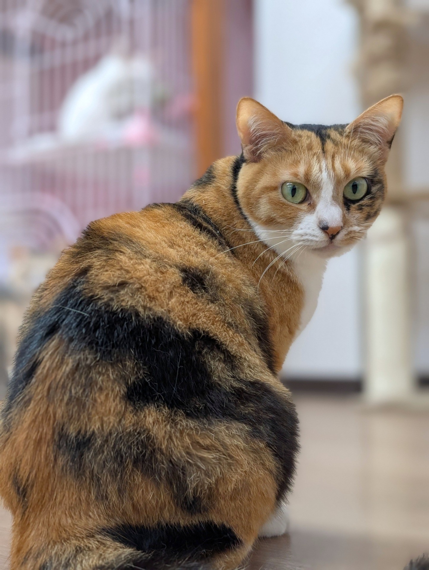 はちねこカフェ「ゆかぴ」