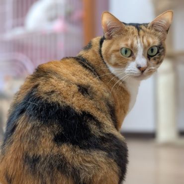 はちねこカフェ「ゆかぴ」
