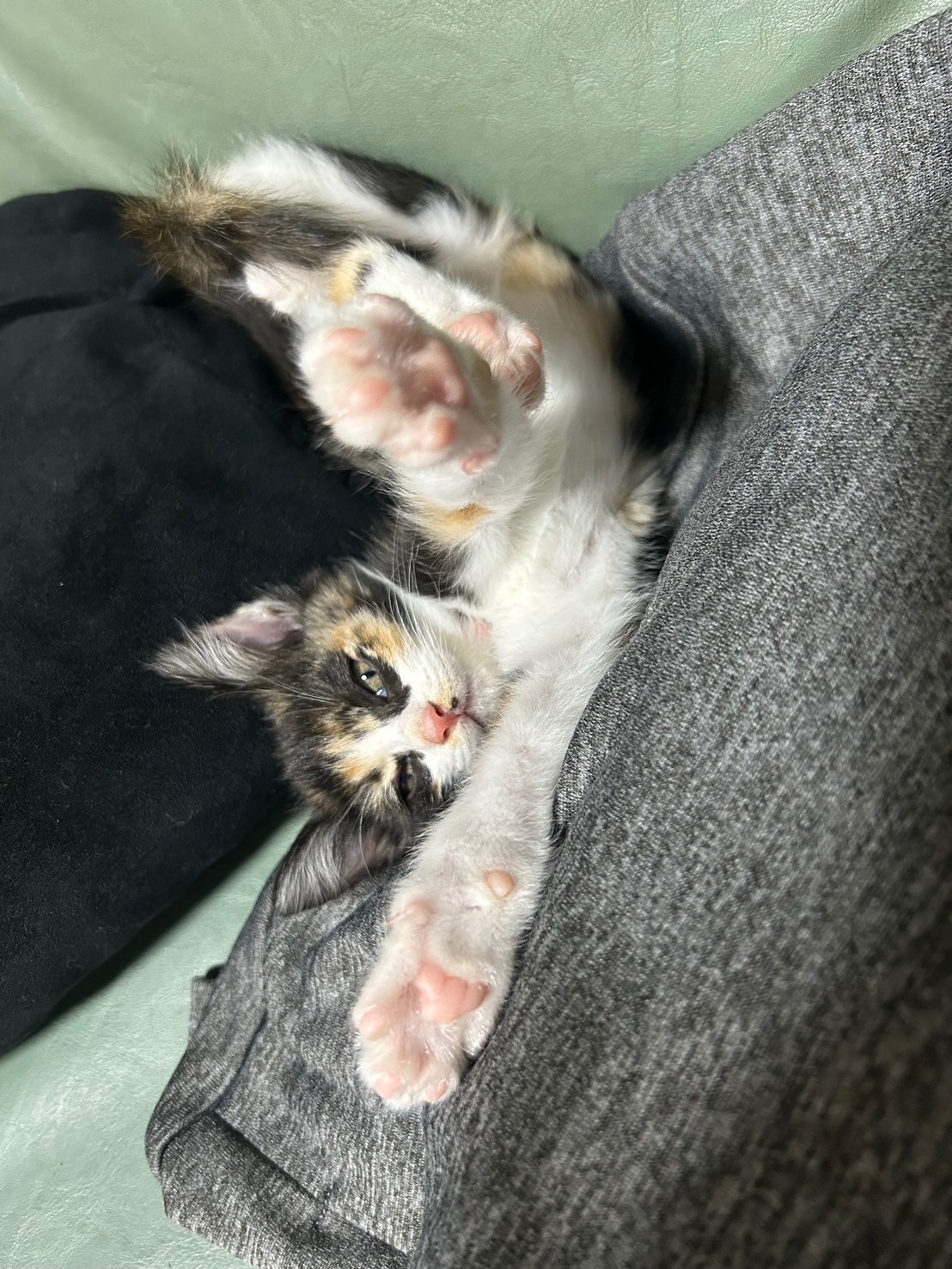 かまってちゃん
