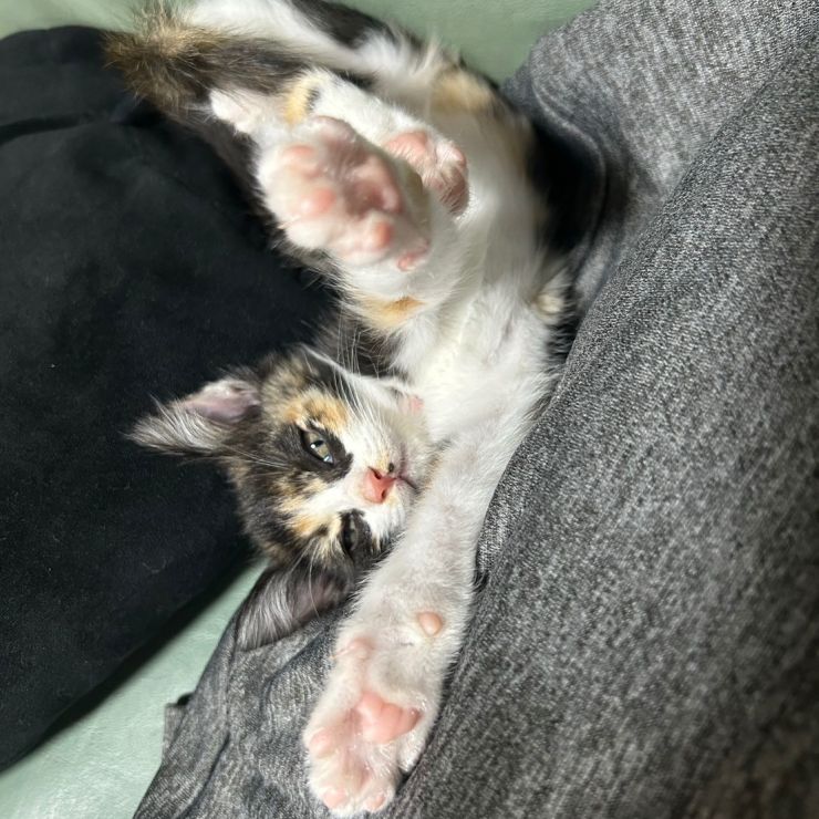 かまってちゃん