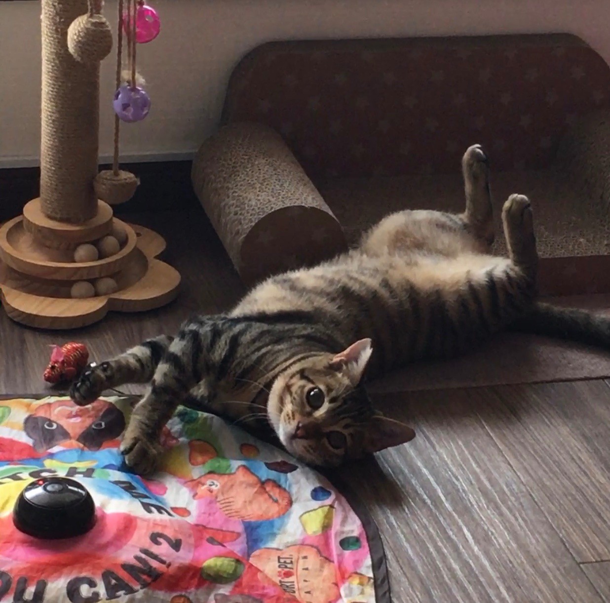 一人っ子のおもちゃ遊び