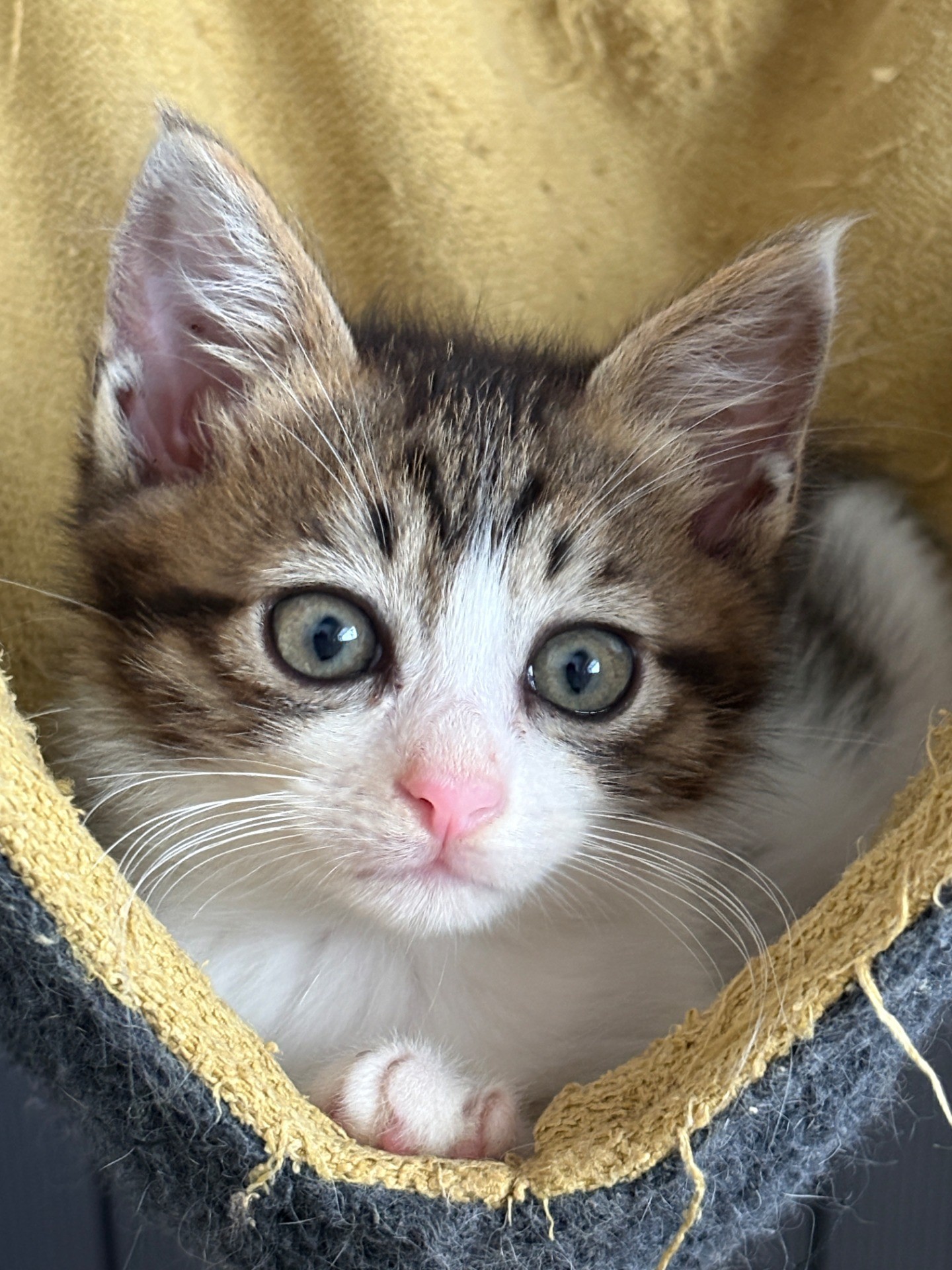車のボンネットに入ってしまった子猫