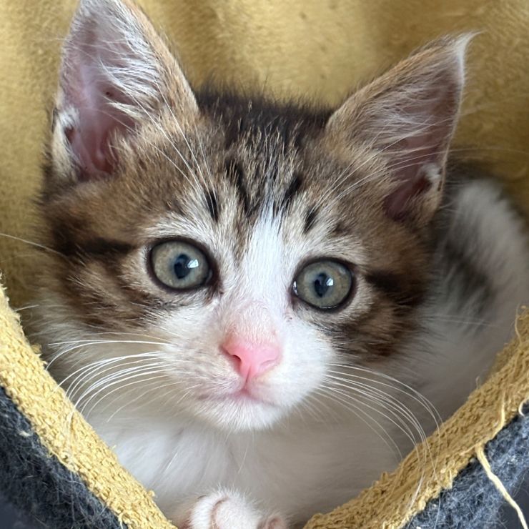 車のボンネットに入ってしまった子猫