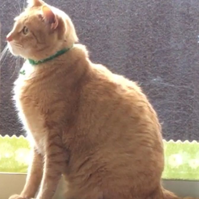 陽が差し込む暖かな窓辺で