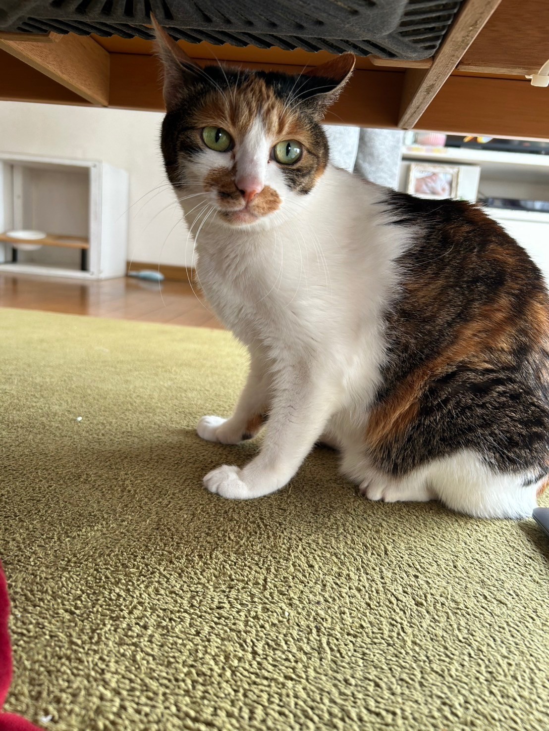 何か聴こえるにゃ