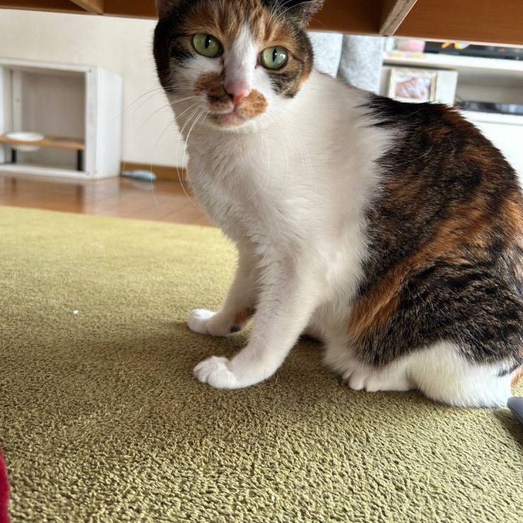 何か聴こえるにゃ