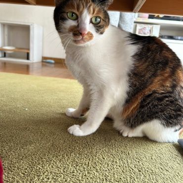 何か聴こえるにゃ