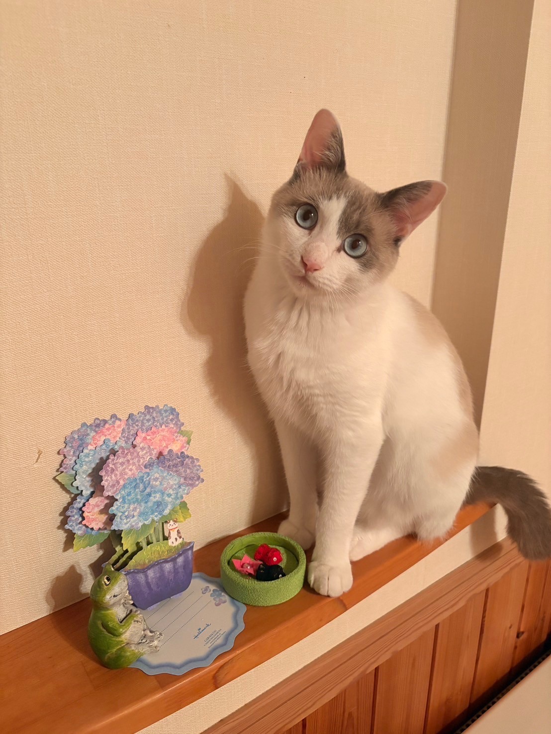 みんなのアイドル。その名はミルク