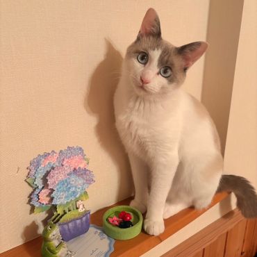 みんなのアイドル。その名はミルク