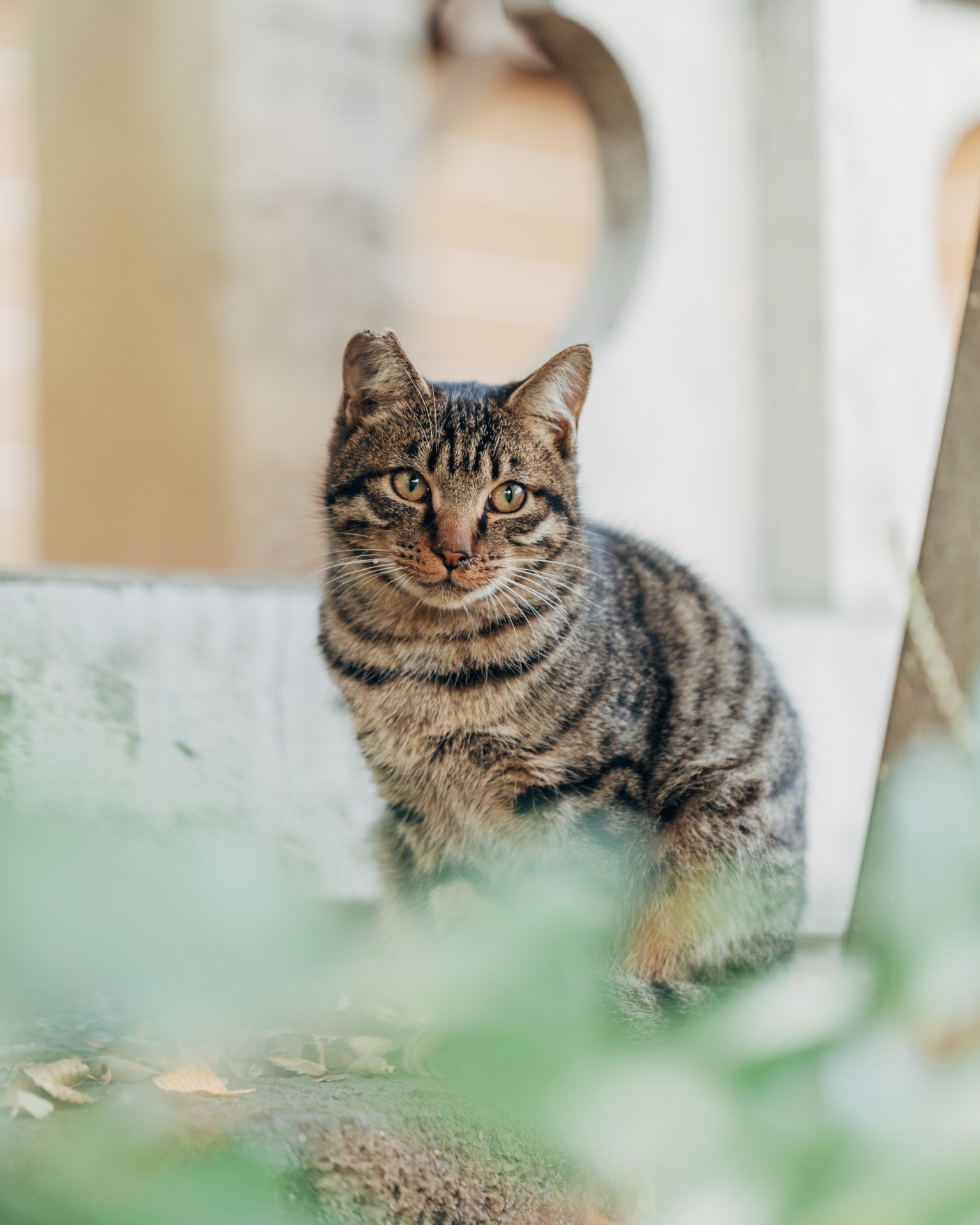 門前に生きる猫たちⅡ